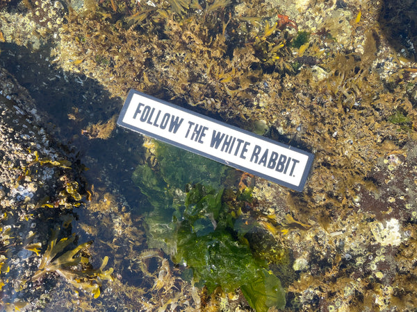Follow the White Rabbit Sign | Handmade | Alice in Wonderland | The Matrix | Whimsical décor | Fantasy | Dark Academia