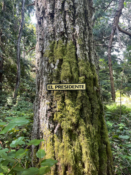 El Presidente Sign | Handmade | Funny Office Door and Desk Sign | Boss | Manager | Leadership | Political