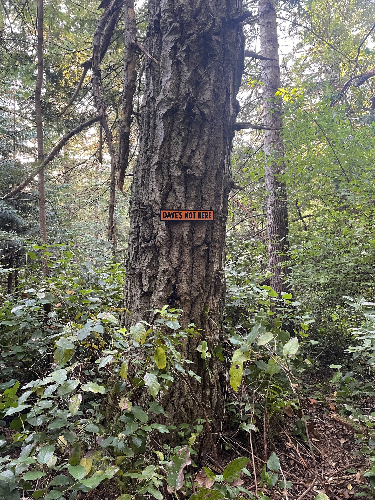 Dave's Not Here Sign | Handmade | Cheech and Chong Inspired | Pro Cannabis | Pro Weed | Marijuana | Quirky