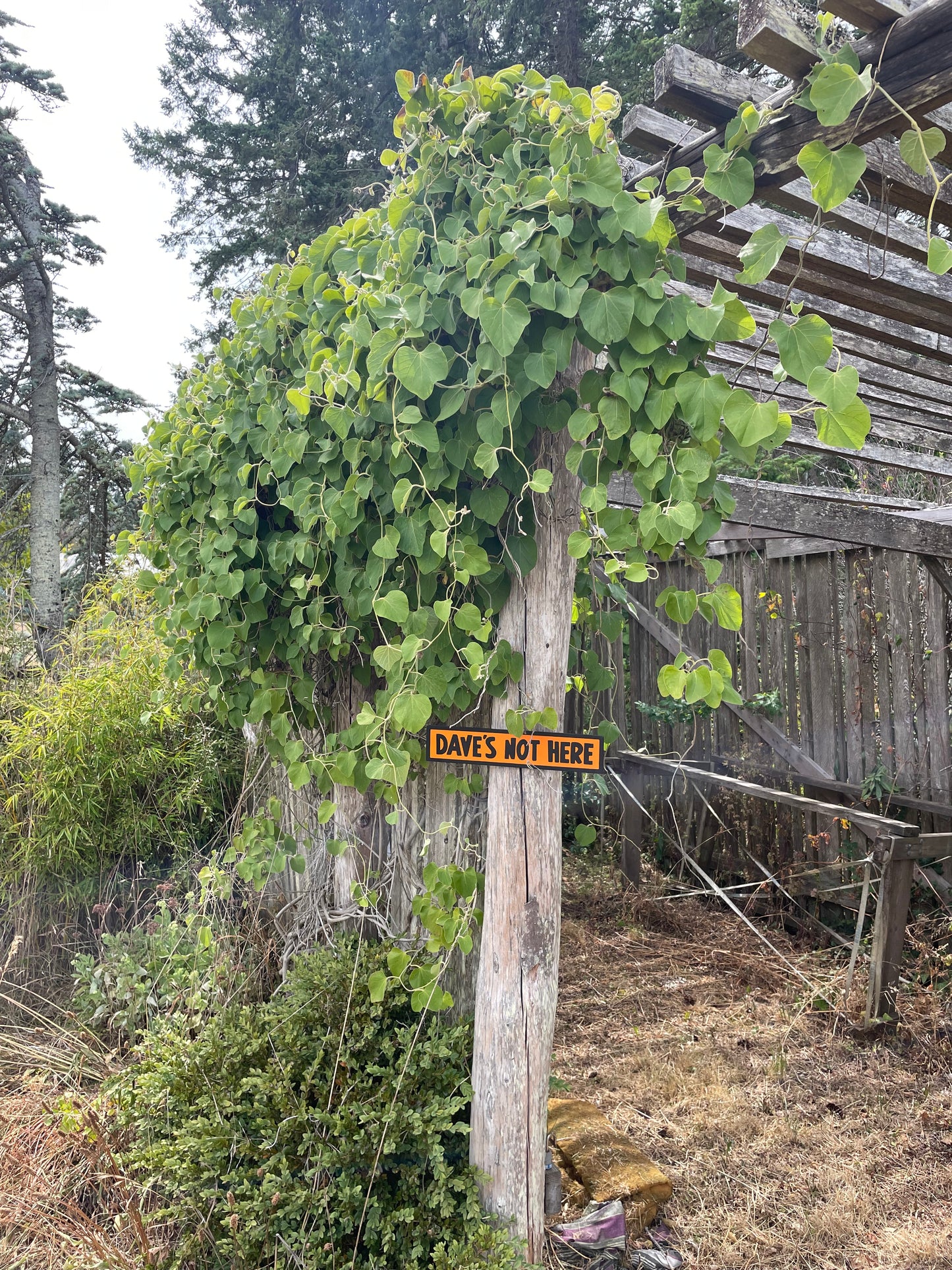 Dave's Not Here Sign | Handmade | Cheech and Chong Inspired | Pro Cannabis | Pro Weed | Marijuana | Quirky