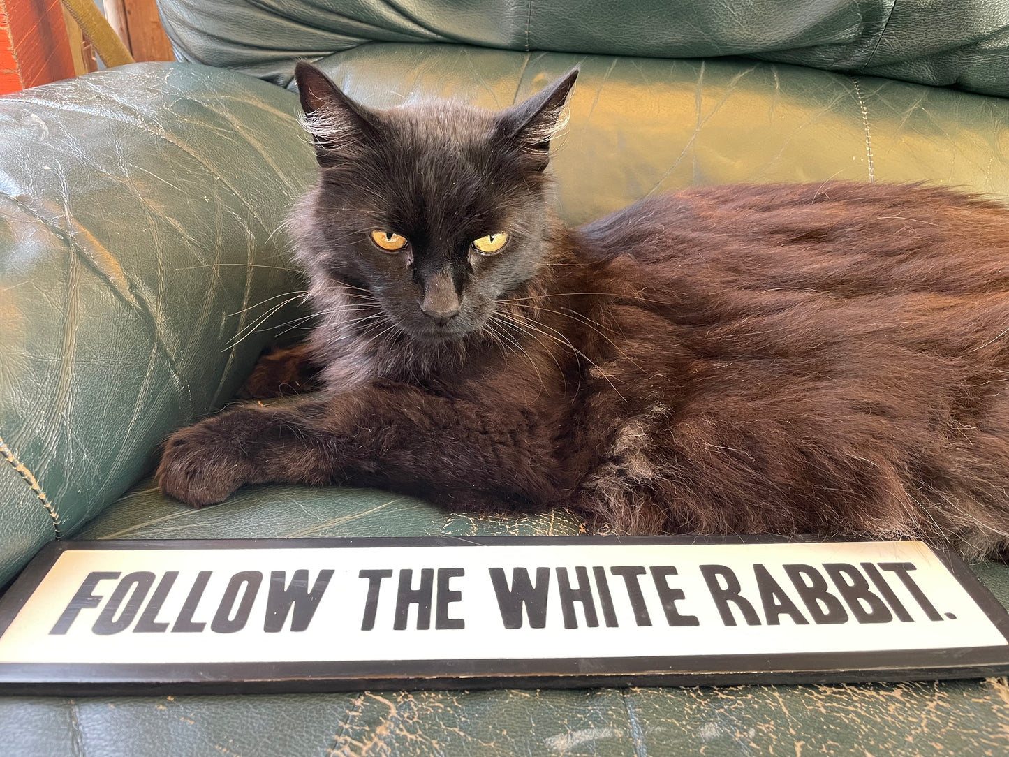 Follow the White Rabbit Sign | Handmade | Alice in Wonderland | The Matrix | Whimsical décor | Fantasy | Dark Academia