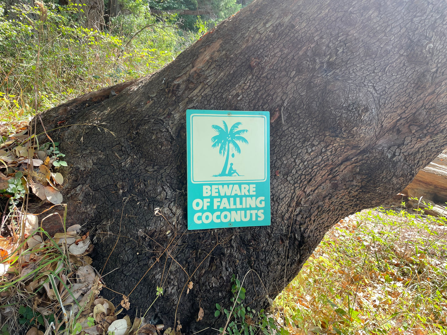 Beware of Falling Coconuts Sign | Handmade | Authentic Beach Warning Sign | Ocean and Coastal | Tiki Bar | Surfing | Diving | Tropical
