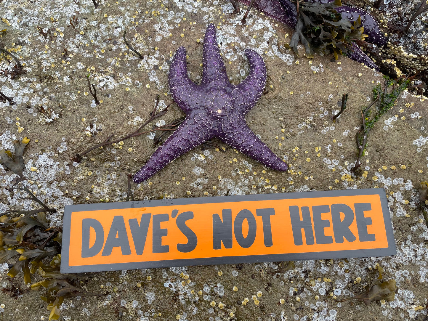 Dave's Not Here Sign | Handmade | Cheech and Chong Inspired | Pro Cannabis | Pro Weed | Marijuana | Quirky