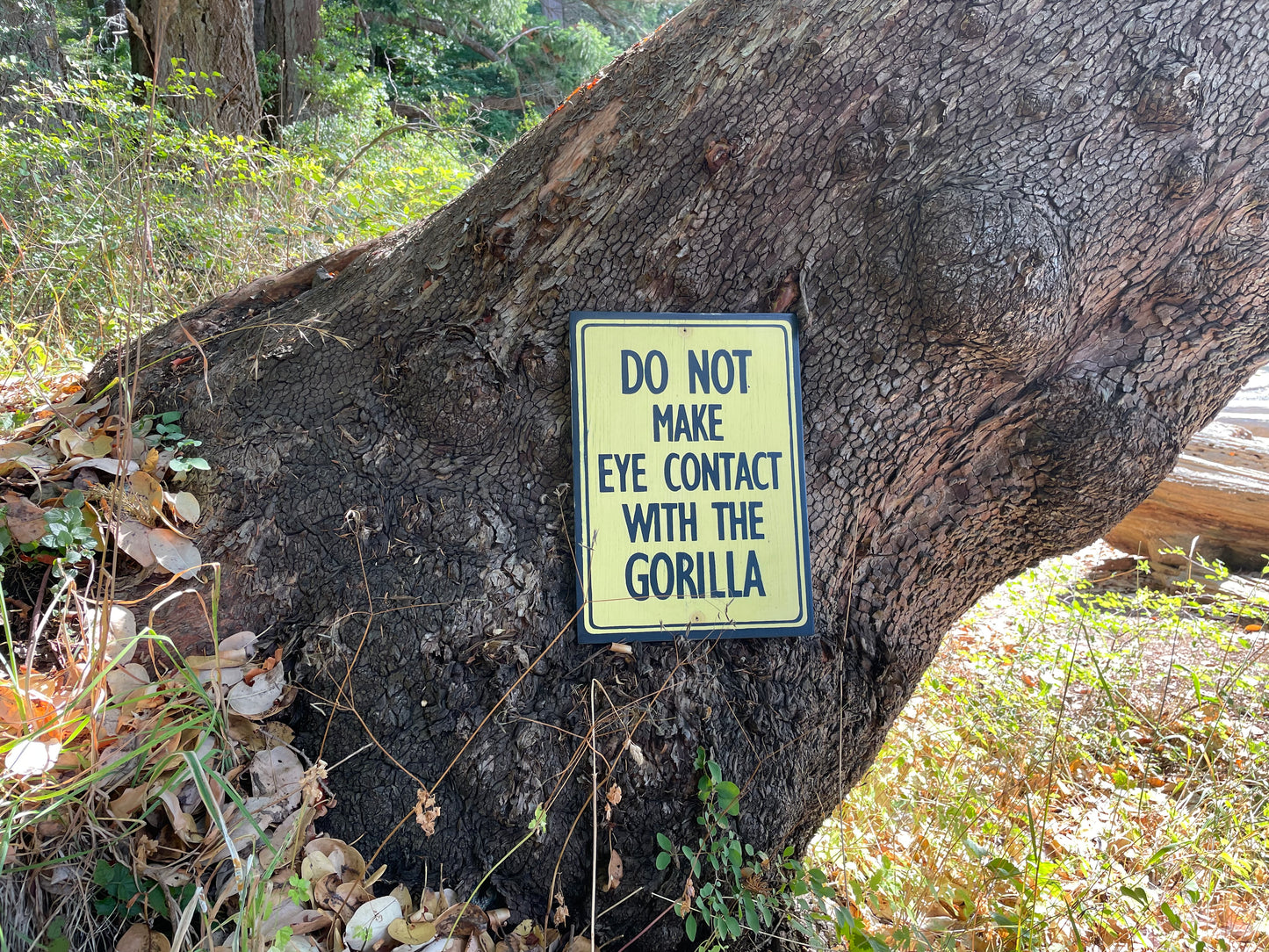 Do Not Make Eye Contact with the Gorilla Sign | Handmade | Funny Reception Area Sign | Office Humor | Boss | Receptionist
