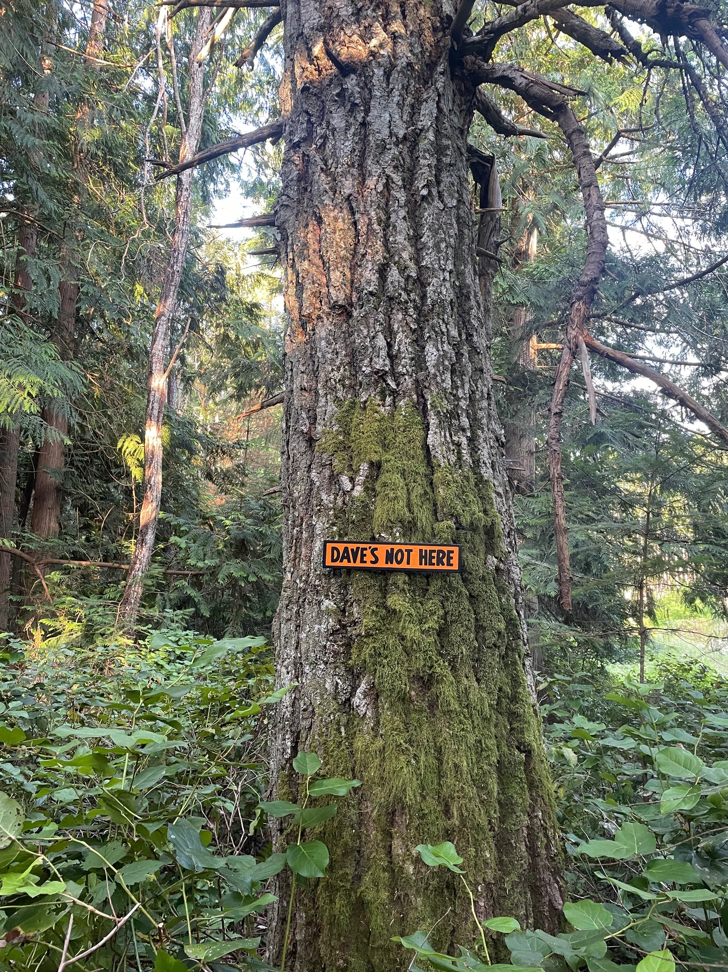 Dave's Not Here Sign | Handmade | Cheech and Chong Inspired | Pro Cannabis | Pro Weed | Marijuana | Quirky